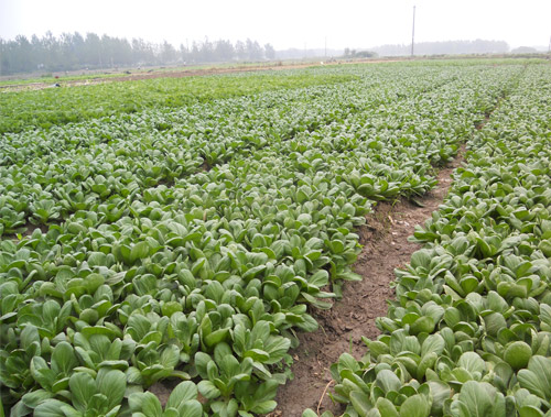 食堂承包-种植基地8丨食堂承包公司